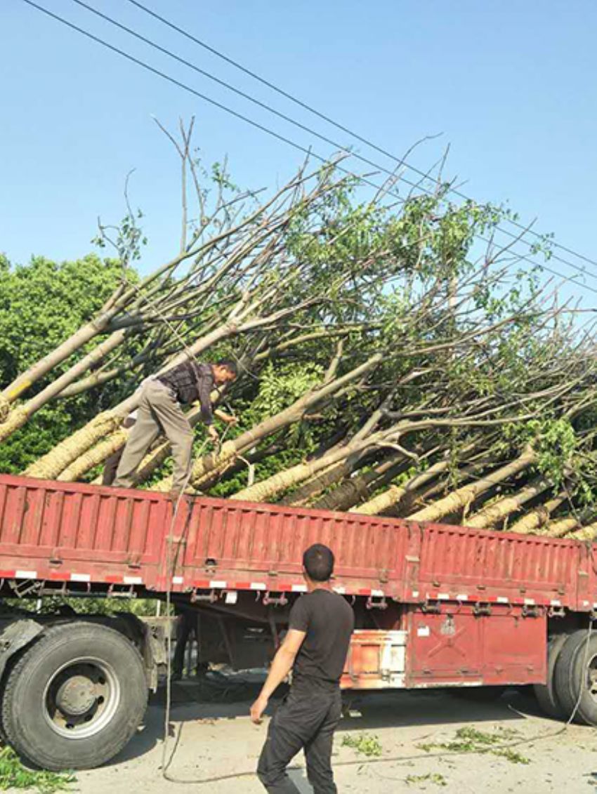 點擊查看詳細(xì)信息<br>標(biāo)題：欒樹 閱讀次數(shù)：3155